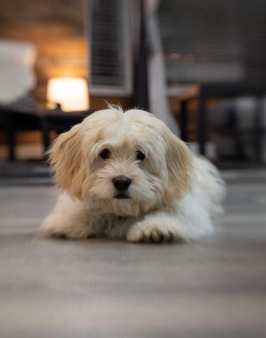 Havanese x Cockerspaniel