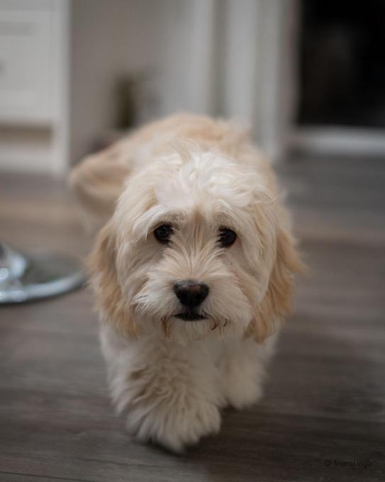 Havanese x Cockerspaniel