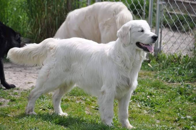 Golden Retriever