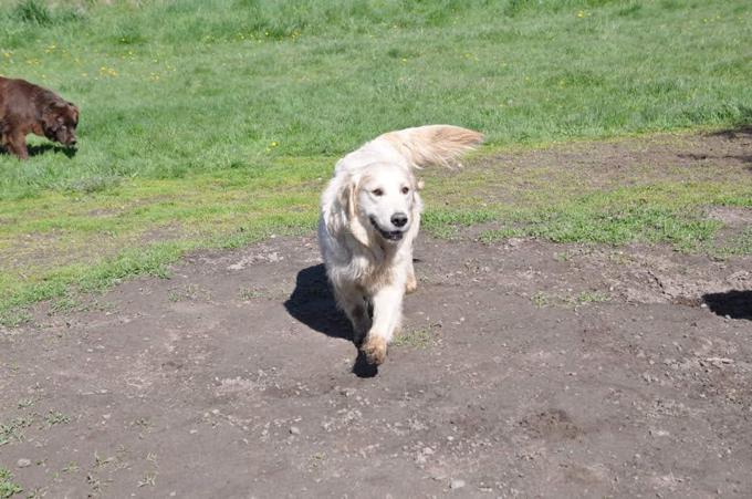 Golden Retriever