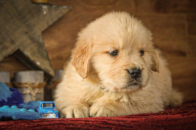 Golden Retrievers