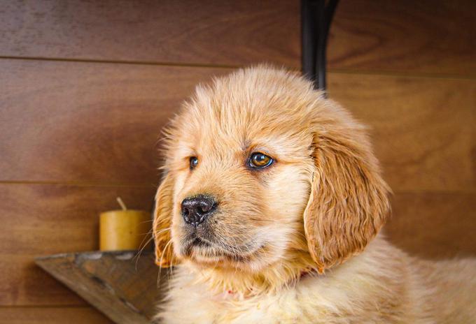 Golden Retrievers