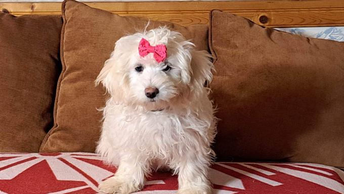 Coton de tulear