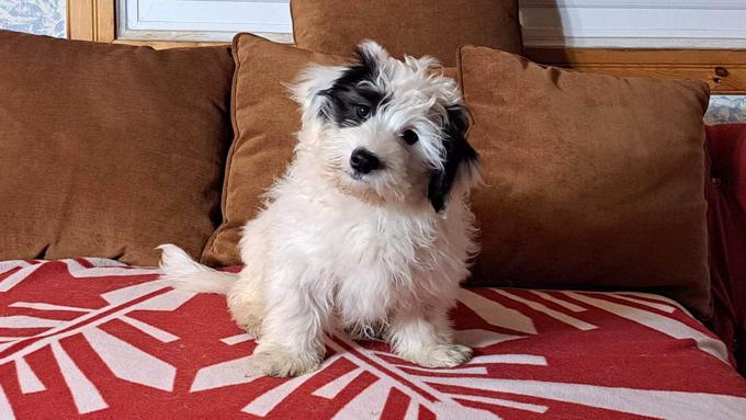 Coton de tulear