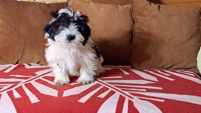 Coton de tulear