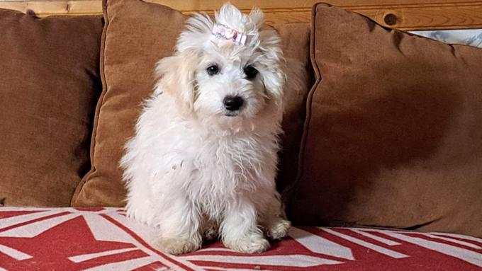 Coton de tulear