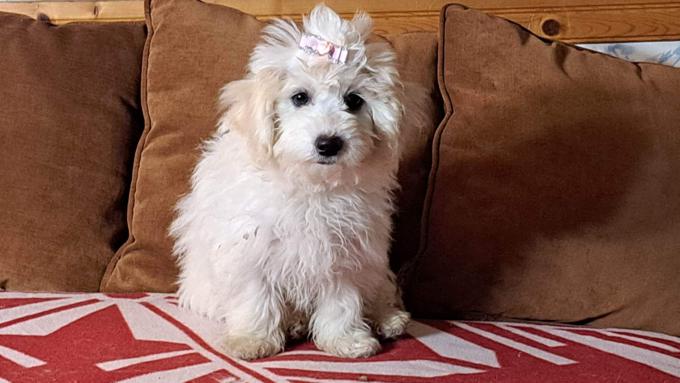 Coton de tulear