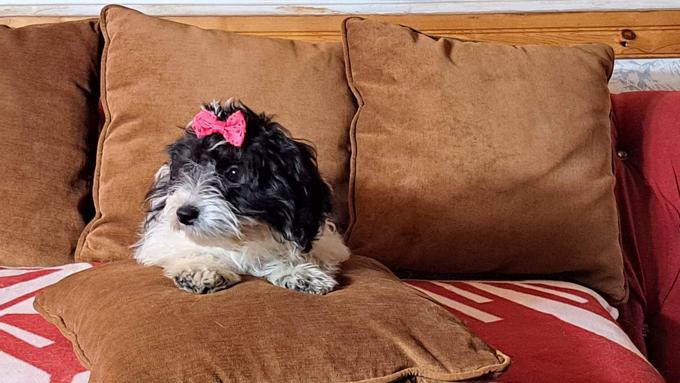 Coton de tulear