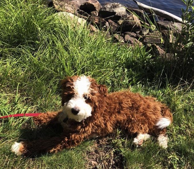 Goldendoodle