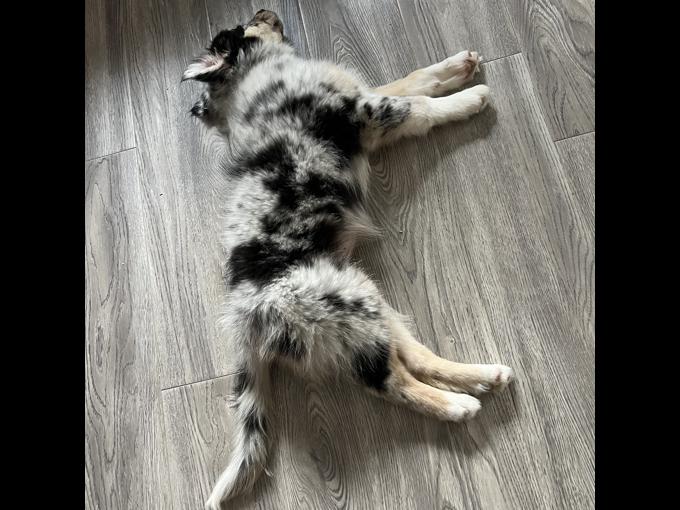 Australian Shepherd