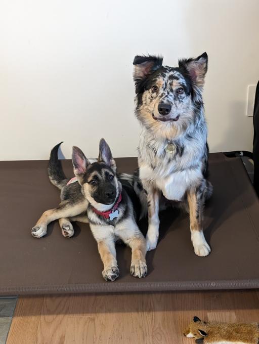 Australian Shepherd