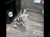 Australian Shepherd
