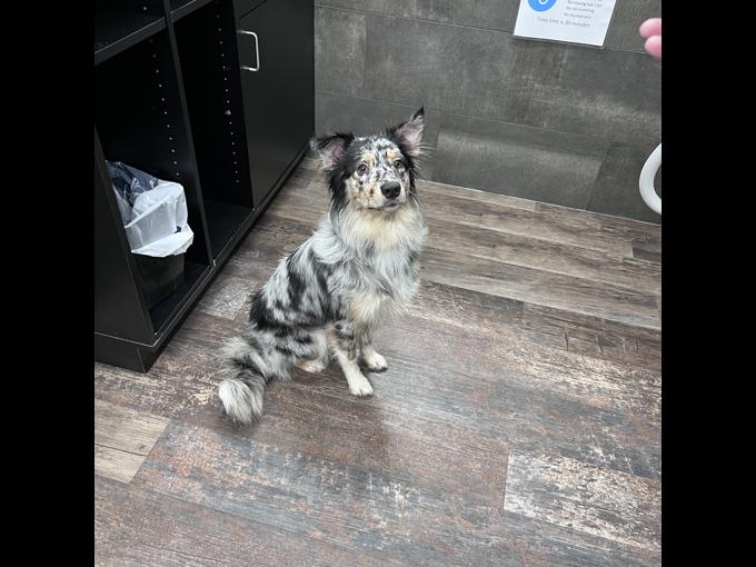 Australian Shepherd