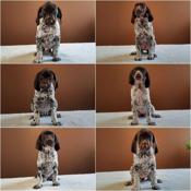 German shorthaired pointer
