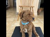 Standard poodle