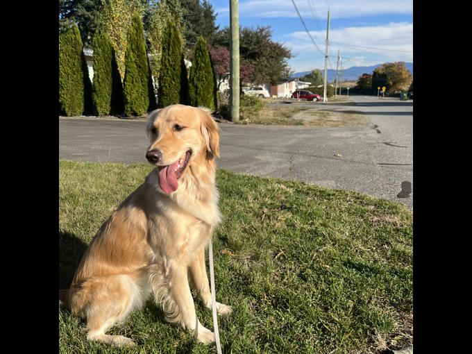 Golden Retriever