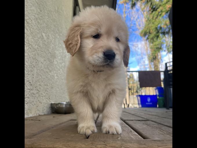 Golden Retriever