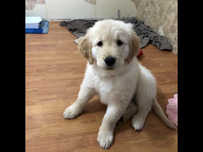 Golden Retriever