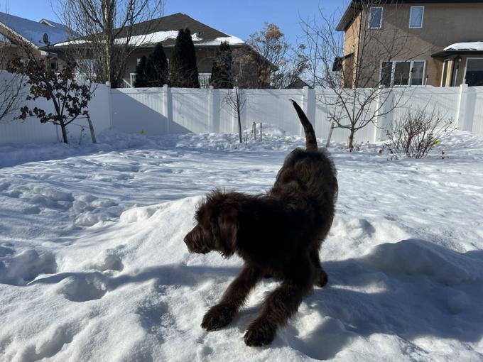 Labradoodles