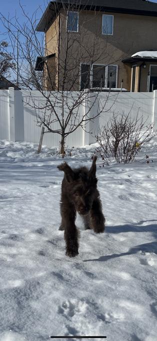 Labradoodles