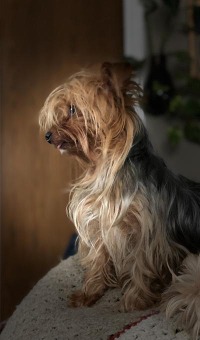 Yorkshire Terrier