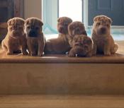 Shar Pei