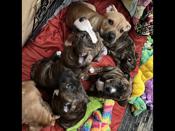 Red nose Pitbull/ Cane Corso