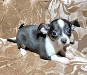 Chihuahua