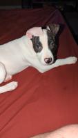 Dogo argentino