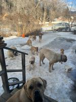 Bull mastiff
