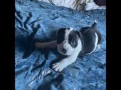 American bully