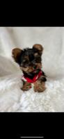Yorkshire terrier