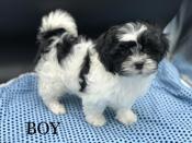 Shihtzu