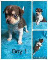 Chihuahua/Pekingese