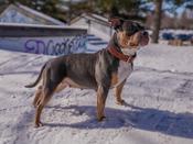 American bully