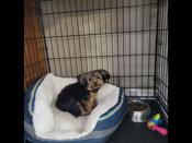 Yorkie