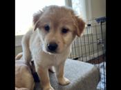 boxer/golden retriever