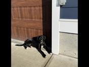 Catahoula