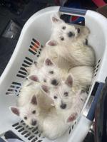 West Highland terriers