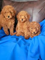 MINIATURE Poodle