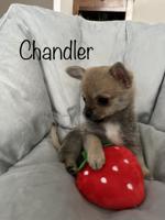 Pomeranian x Chihuahua