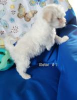 MALTESE TERRIER