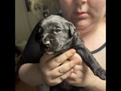Black lab mix