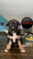 Border collie/husky