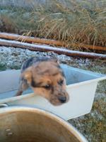 Australian shepard blue healer/golden retriever