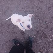 Deigo Argentino  blue nose pitbulls