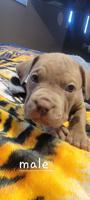 Rednose pitbull / cane corso