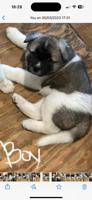 American Akita