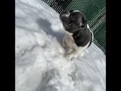 Micro Ecotic Bully