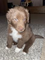 Australian Shepard